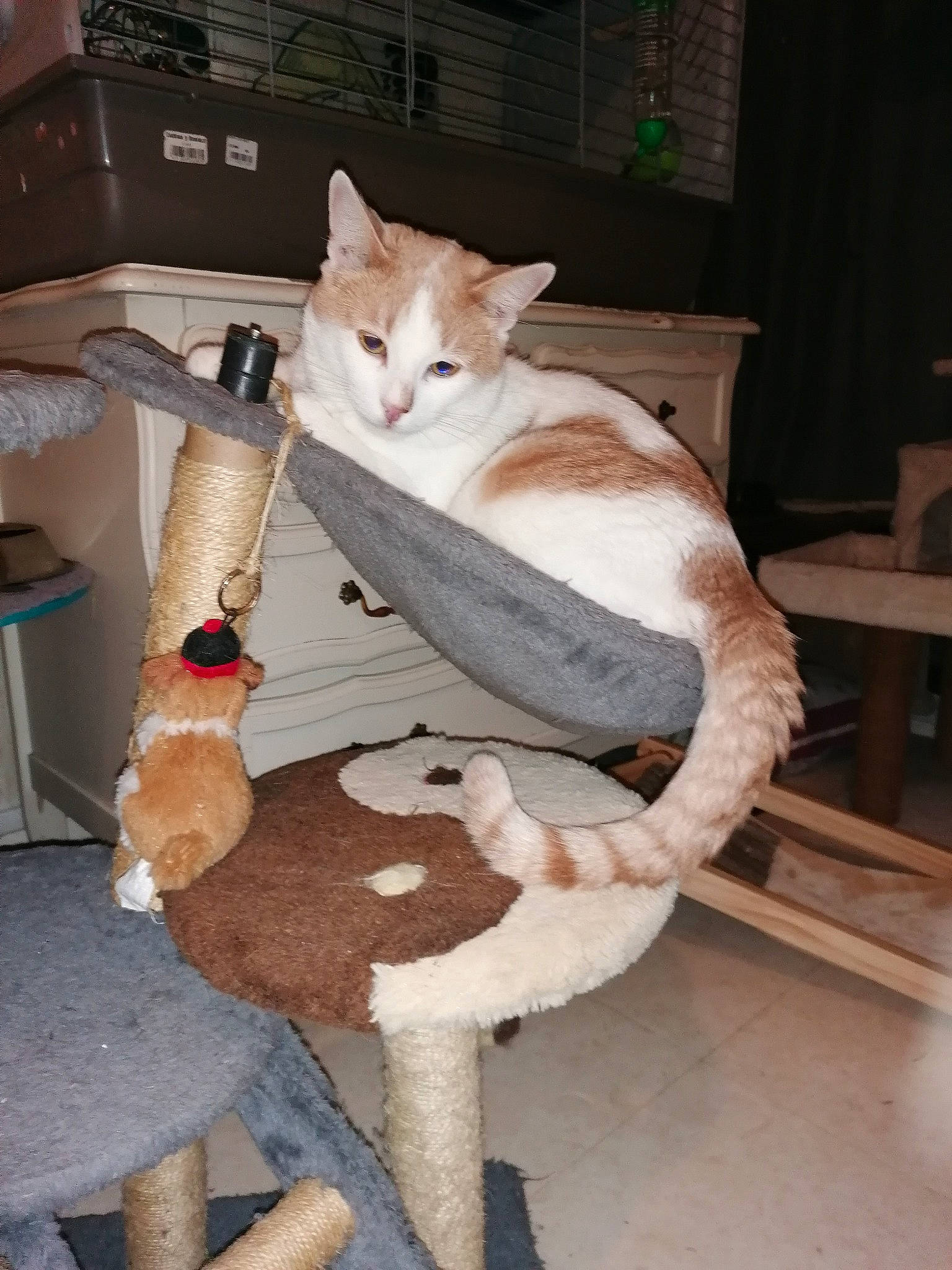 Simba a rejoint le concours — aidez-le/la à gagner de superbes lots ! aegean_cat, carnivore, cat, domestic_short_haired_cat, european_shorthair, fawn, felidae, small_to_medium_sized_cats, tail, whiskers