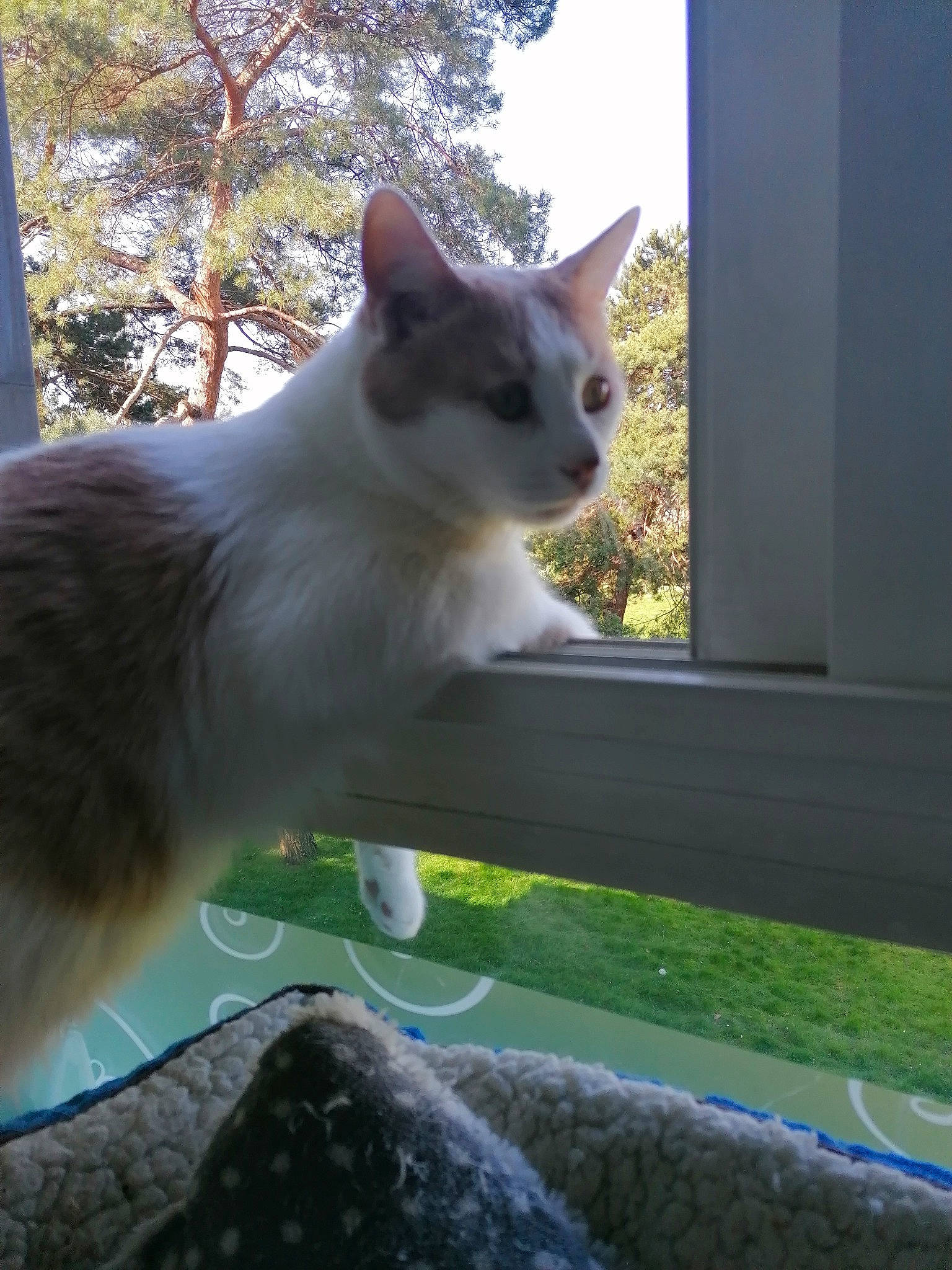 Simba participe au concours pour gagner de l'argent avec cette photo : aegean_cat, carnivore, cat, domestic_short_haired_cat, fawn, felidae, kitten, small_to_medium_sized_cats, tail, tree, whiskers