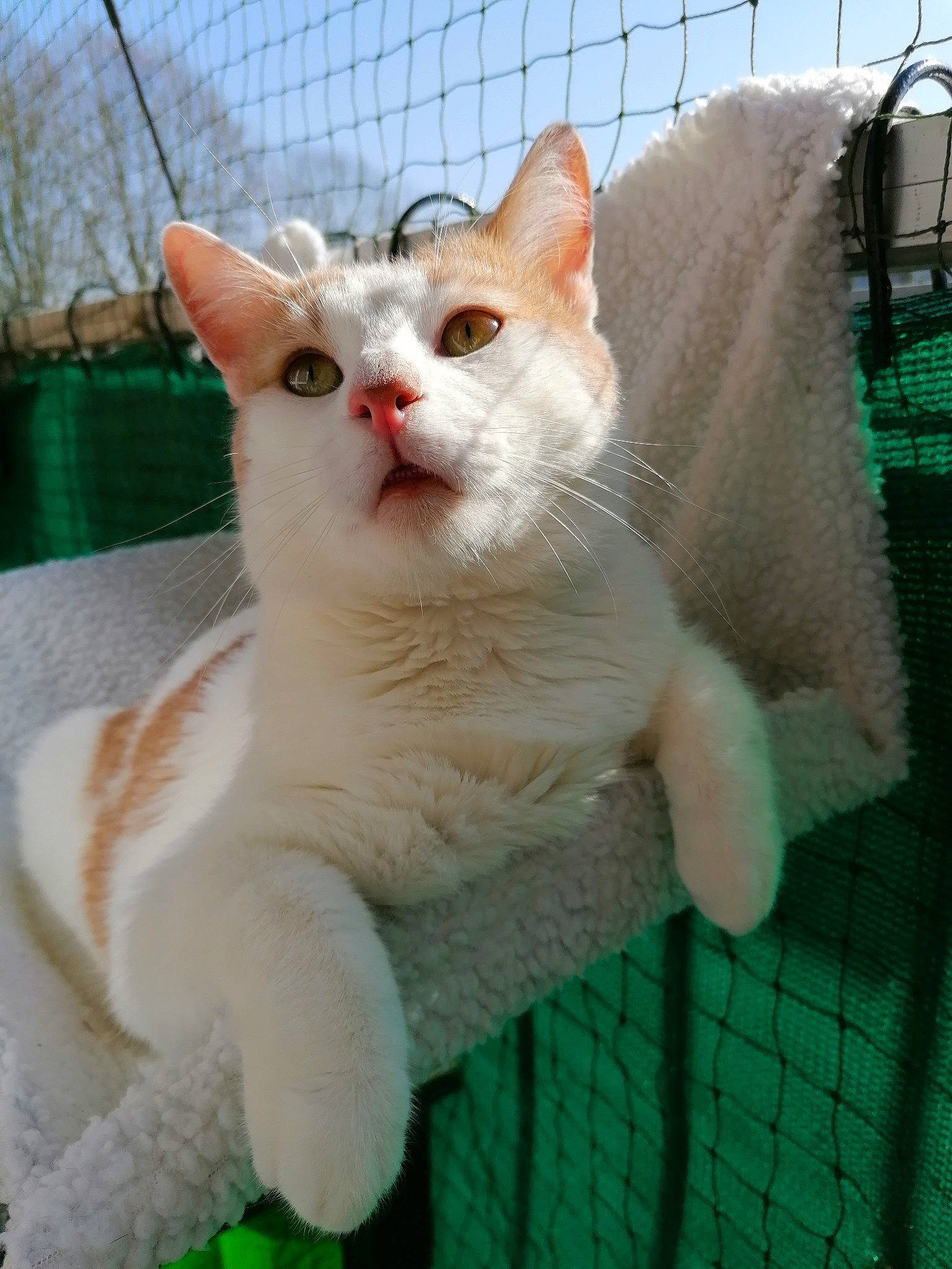 Simba participe au concours pour gagner de l'argent avec cette photo : aegean_cat, american_wirehair, asian, burmilla, carnivore, cat, colorpoint_shorthair, domestic_short_haired_cat, felidae, german_rex, japanese_bobtail, khao_manee, kitten, mammal, small_to_medium_sized_cats, tail, turkish_angora, turkish_van, vertebrate, whiskers