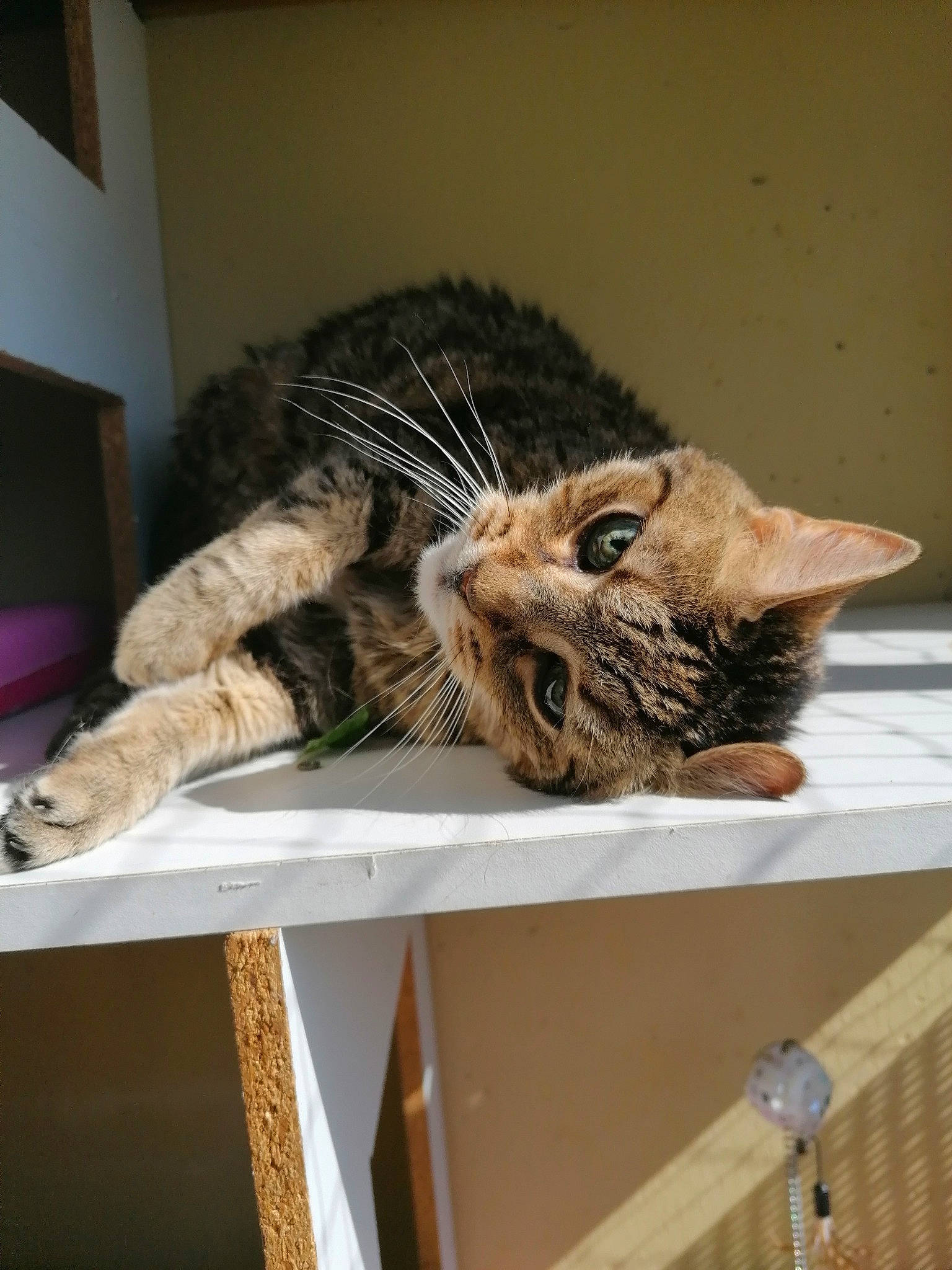 Kiara participe au concours pour gagner de l'argent avec cette photo : american_shorthair, asian, carnivore, cat, domestic_short_haired_cat, dragon_li, european_shorthair, fawn, felidae, fur, kitten, ocicat, pixie_bob, small_to_medium_sized_cats, tabby_cat, toyger, whiskers