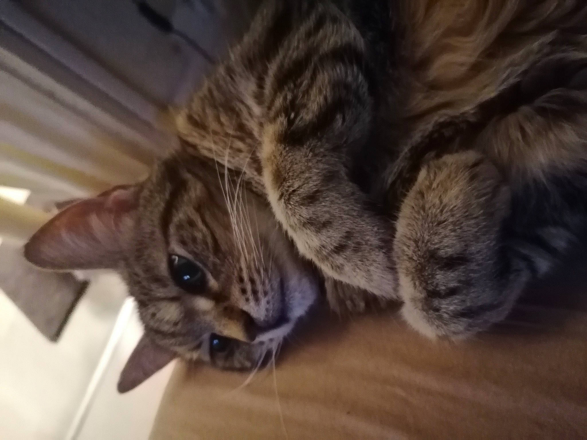 Kiara a rejoint le concours — aidez-le/la à gagner de superbes lots ! american_shorthair, asian, bengal, carnivore, cat, domestic_short_haired_cat, dragon_li, european_shorthair, felidae, fur, kitten, mammal, ocicat, paw, pixie_bob, small_to_medium_sized_cats, snout, tabby_cat, vertebrate, whiskers