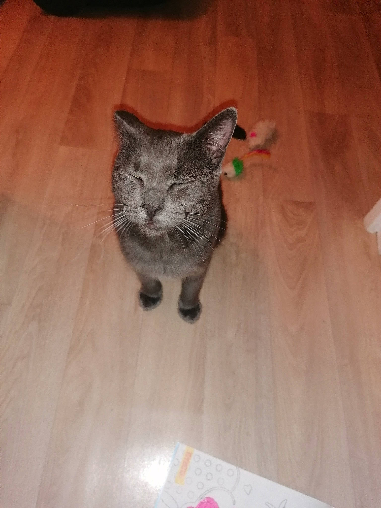 Pirate a rejoint le concours — aidez-le/la à gagner de superbes lots ! british_shorthair, carnivore, cat, chartreux, domestic_short_haired_cat, european_shorthair, felidae, floor, flooring, fur, hardwood, kitten, korat, mammal, nebelung, russian_blue, small_to_medium_sized_cats, snout, whiskers, wood