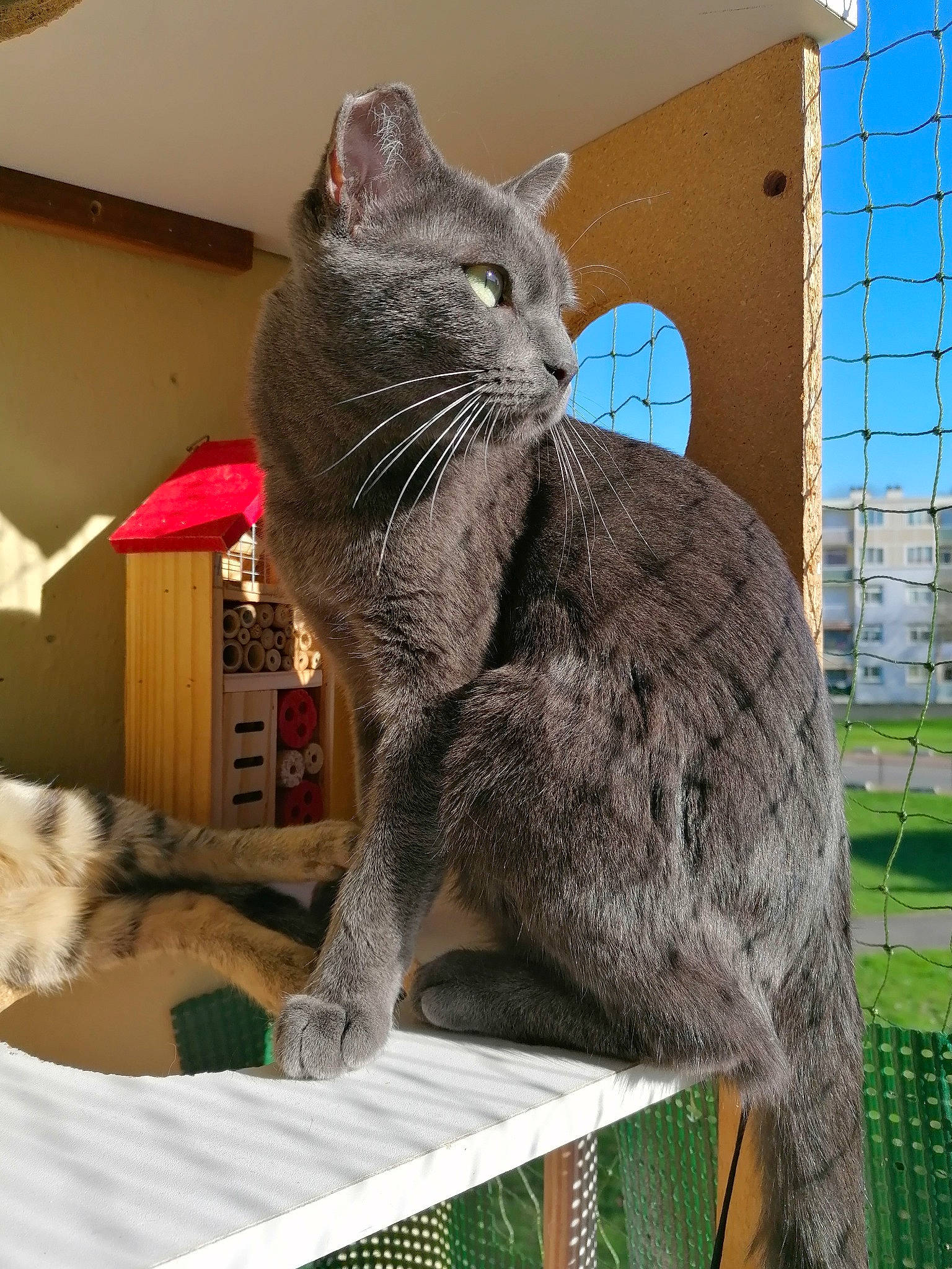 Pirate participe au concours pour gagner de l'argent avec cette photo : asian, british_shorthair, california_spangled, carnivore, cat, chartreux, domestic_short_haired_cat, dragon_li, european_shorthair, felidae, german_rex, korat, mammal, nebelung, russian_blue, small_to_medium_sized_cats, snout, tabby_cat, vertebrate, whiskers