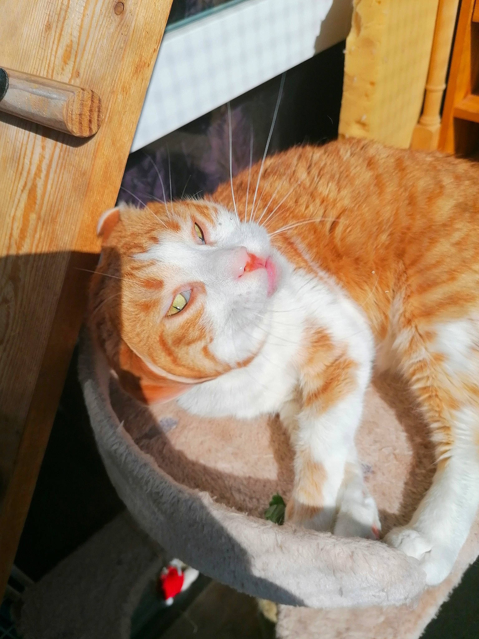 Belle participe au concours pour gagner de l'argent avec cette photo : carnivore, cat, european_shorthair, fawn, felidae, fur, small_to_medium_sized_cats, tail, turkish_van, whiskers