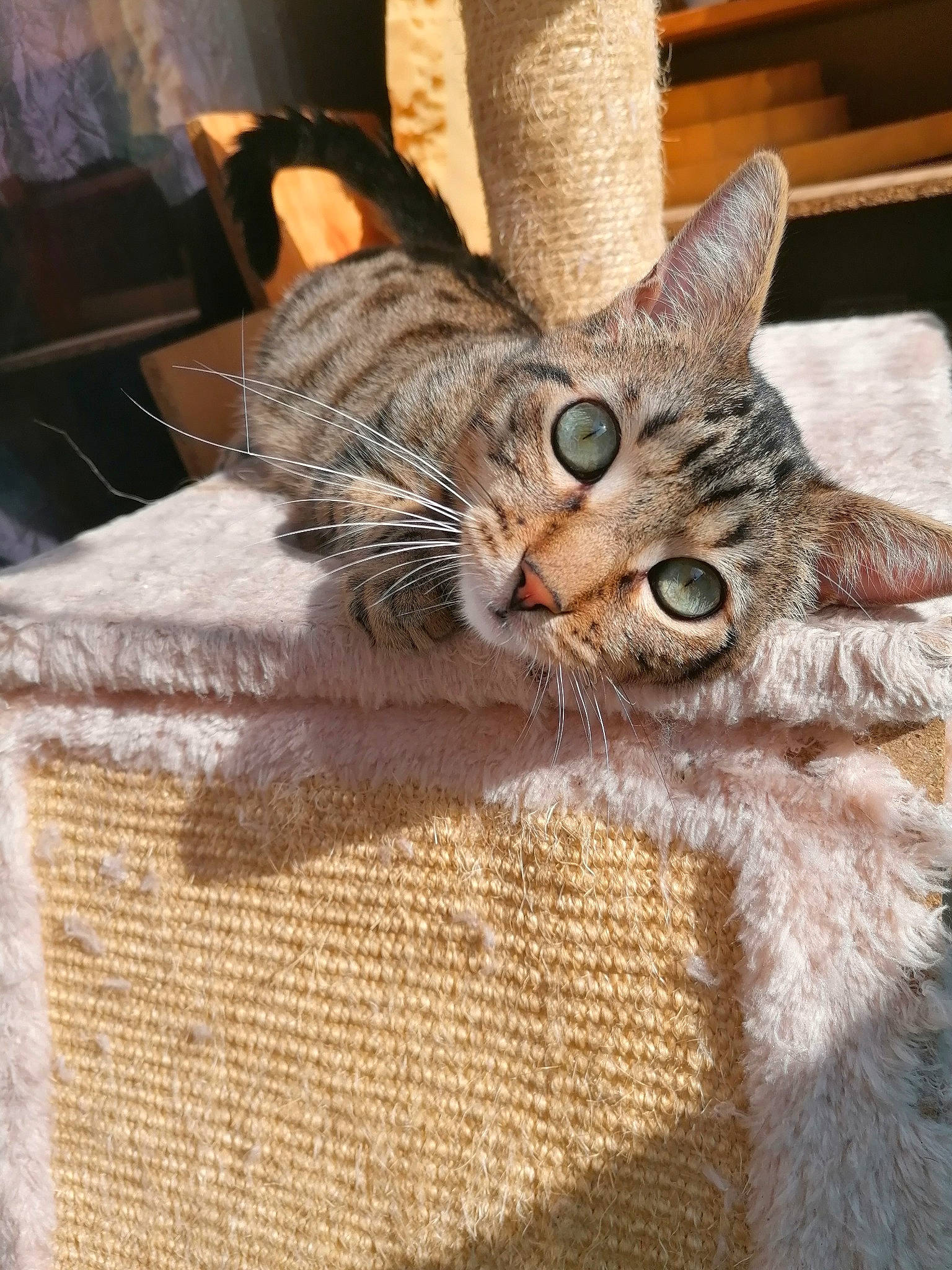 Le Chat Botté Kiki participe au concours pour gagner de l'argent avec cette photo : american_shorthair, asian, australian_mist, california_spangled, carnivore, cat, chausie, domestic_short_haired_cat, dragon_li, egyptian_mau, european_shorthair, felidae, fur, kitten, ocicat, pixie_bob, small_to_medium_sized_cats, tabby_cat, toyger, whiskers