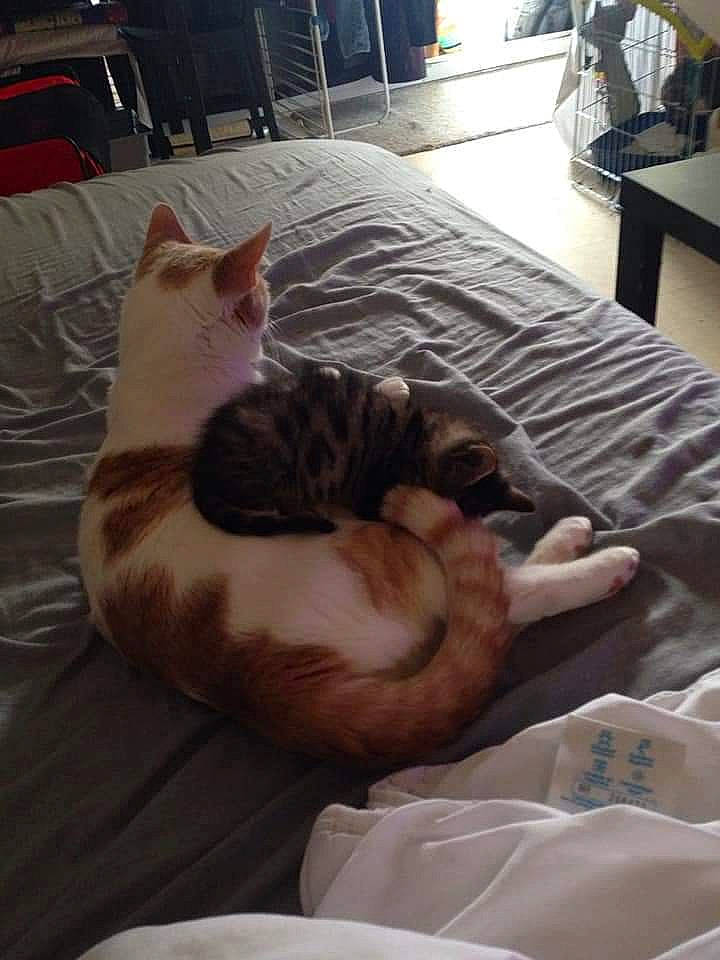 Le Chat Botté Kiki participe au concours pour gagner de l'argent avec cette photo : asian, carnivore, cat, comfort, european_shorthair, fawn, felidae, kitten, leg, nap, paw, small_to_medium_sized_cats, whiskers