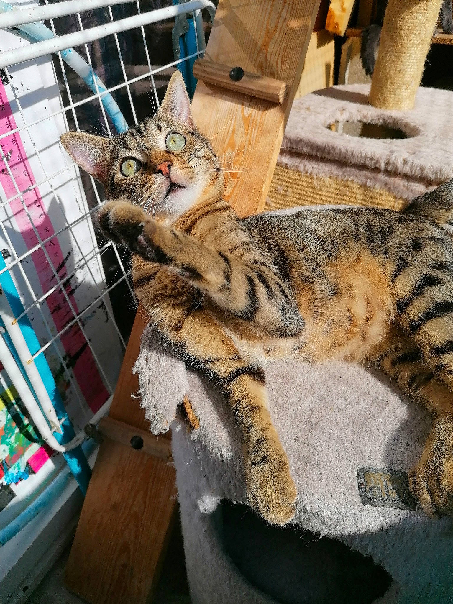 Le Chat Botté Kiki participe au concours pour gagner de l'argent avec cette photo : aegean_cat, american_shorthair, asian, california_spangled, carnivore, cat, domestic_short_haired_cat, dragon_li, egyptian_mau, european_shorthair, felidae, fur, mammal, pixie_bob, small_to_medium_sized_cats, sokoke, tabby_cat, toyger, whiskers, wild_cat