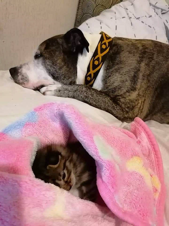 Erkhan participe au concours pour gagner de l'argent avec cette photo : canidae, carnivore, cat, dog, dog_breed, european_shorthair, felidae, fur, kitten, mammal, nap, paw, pink, puppy, sleep, small_to_medium_sized_cats, tabby_cat, tail, whiskers