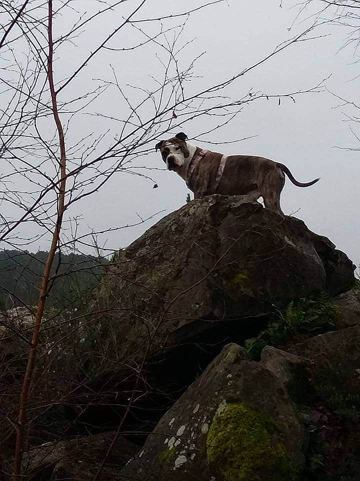 Erkhan participe au concours pour gagner de l'argent avec cette photo : branch, canidae, carnivore, fawn, hunting_dog, rock, sporting_group, tree