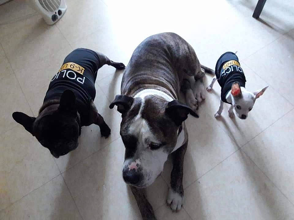 Erkhan participe au concours pour gagner de l'argent avec cette photo : american_bulldog, american_pit_bull_terrier, american_staffordshire_terrier, canidae, carnivore, companion_dog, dog, dog_breed, fawn, mammal, non_sporting_group, olde_english_bulldogge, pit_bull, snout, sporting_group, staffordshire_bull_terrier