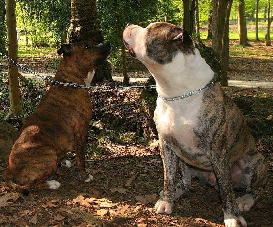 Erkhan a rejoint le concours — aidez-le/la à gagner de superbes lots ! alaunt, american_bulldog, american_staffordshire_terrier, australian_bulldog, canidae, carnivore, companion_dog, dog, dog_breed, dorset_olde_tyme_bulldogge, fawn, mammal, non_sporting_group, olde_english_bulldogge, perro_de_presa_canario, renascence_bulldogge, sporting_group, tree, valley_bulldog, vertebrate