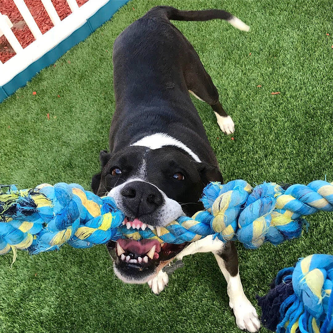 Jax joined the competition — help win amazing prizes! boston_terrier, canidae, carnivore, companion_dog, dog, dog_breed, dog_collar, dog_toy, grass, mammal, non_sporting_group, puppy, snout, sporting_group, tail, vertebrate
