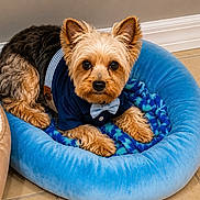 Tequila joined the competition — help win amazing prizes! dog, pet, yorkshire_terrier, blue_bed, bow_tie, clothing, indoor, tile_floor, cute, small_dog, fur, ears, eyes, resting, portrait, animal, comfortable, furniture, blanket, looking_at_camera