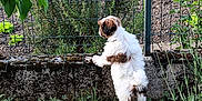 Aïka participe au concours pour gagner de l'argent avec cette photo : animal, back_view, brown_and_white, concrete, curious, dog, fence, garden, grass, greenery, leaf, moss, nature, outdoor, pet, plants, puppy, small_dog, soil, standing