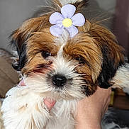 Aïka a rejoint le concours — aidez-le/la à gagner de superbes lots ! adorable, animal, black, brown, close_up, cute, dog, flower, fluffy, fur, hair_accessory, hand, holding, indoor, pet, portrait, puppy, soft, white, young