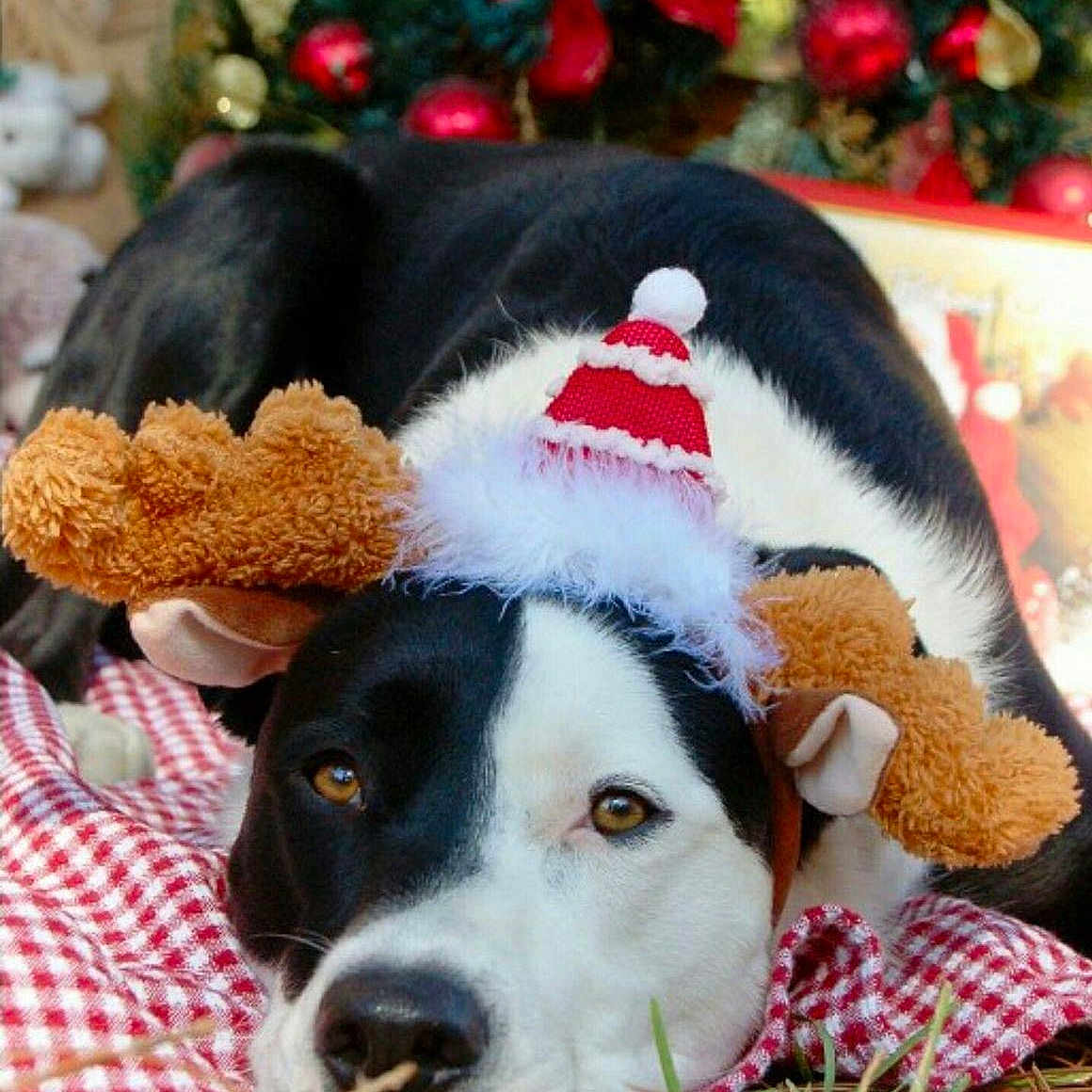Molly joined the competition — help win amazing prizes! animal, bostonbull, bulldog, canine, cap, clothing, dog, face, hat, head, hound, husky, person, pet, photography, plant, portrait, pottedplant, puppy, sleeping