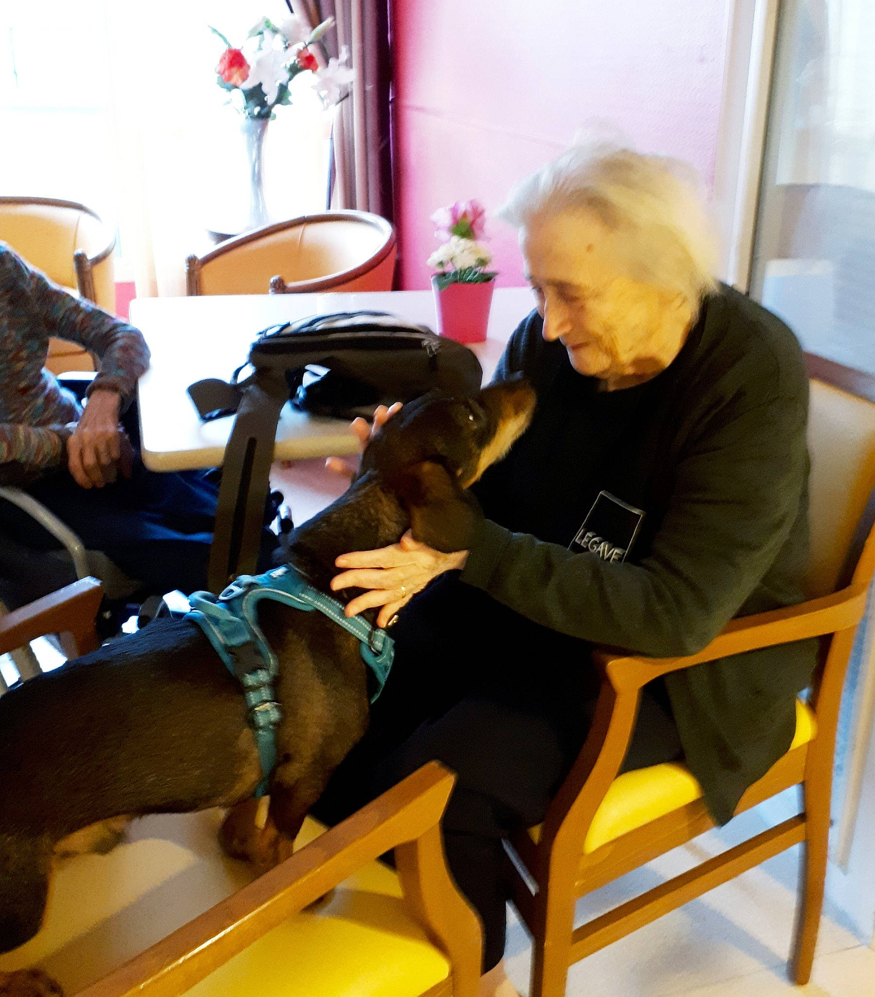 Hulky participe au concours pour gagner de l'argent avec cette photo : arm, carnivoran, chair, dog, dog_like_mammal, fun, furniture, hairdresser, mammal, person, room, sitting, vertebrate