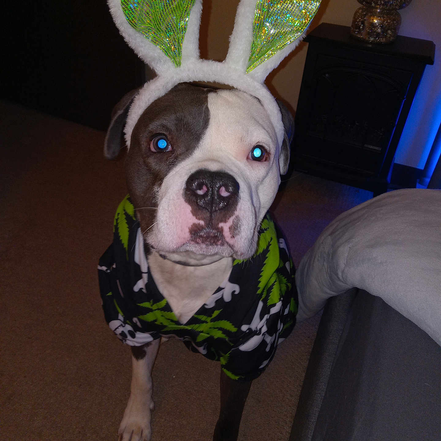 Diesel joined the competition — help win amazing prizes! accessories, animal, architecture, bed, bostonbull, boxer, building, bulldog, canine, couch, dog, frenchbulldog, furniture, indoors, livingroom, pet, pitbull, pointer, puppy, room