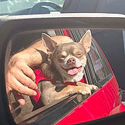 Spike participe au concours pour gagner de l'argent avec cette photo : dog, car, side_mirror, red_car, red_harness, tongue_out, happy_dog, sunlight, window, hand, pet, animal, outdoor, portrait, close_up, transportation, vehicle, canine, reflection, smiling