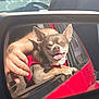 dog, car, side_mirror, red_car, red_harness, tongue_out, happy_dog, sunlight, window, hand, pet, animal, outdoor, portrait, close_up, transportation, vehicle, canine, reflection, smiling