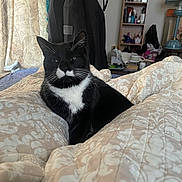 Stubs joined the competition — help win amazing prizes! animal, bed, black_and_white, cat, clutter, cozy, curtains, domestic_animal, fur, furniture, home, indoor, person, pet, quilt, relaxing, resting, shelf, tuxedo_cat, whiskers