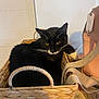 animal, basket, black_cat, cat, comfort, container, cozy, domestic, feline, fur, home, household, indoor, looking, pet, relaxed, resting, whiskers, woven_basket, yellow_eyes