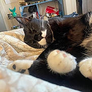 Stubs is registered to the contest to win money with this photo: cat, black_and_white, sleeping, paws, whiskers, bed, blanket, indoor, cozy, relaxed, fur, closeup, pet, animal, resting, cute, domestic, feline, home, comfort