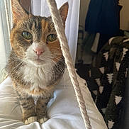 Sweets joined the competition — help win amazing prizes! cat, tabby_cat, pet, indoor, cushion, rope, window, green_eyes, fur, whiskers, soft_light, furniture, blanket, jacket, cozy, closeup, animal, curious, domestic, portrait