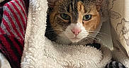 Sweets is registered to the contest to win money with this photo: animal, black, blanket, cat, closeup, comfort, cozy, curtain, ears, face, fur, indoor, pet, red, resting, soft, striped, warm, whiskers, white