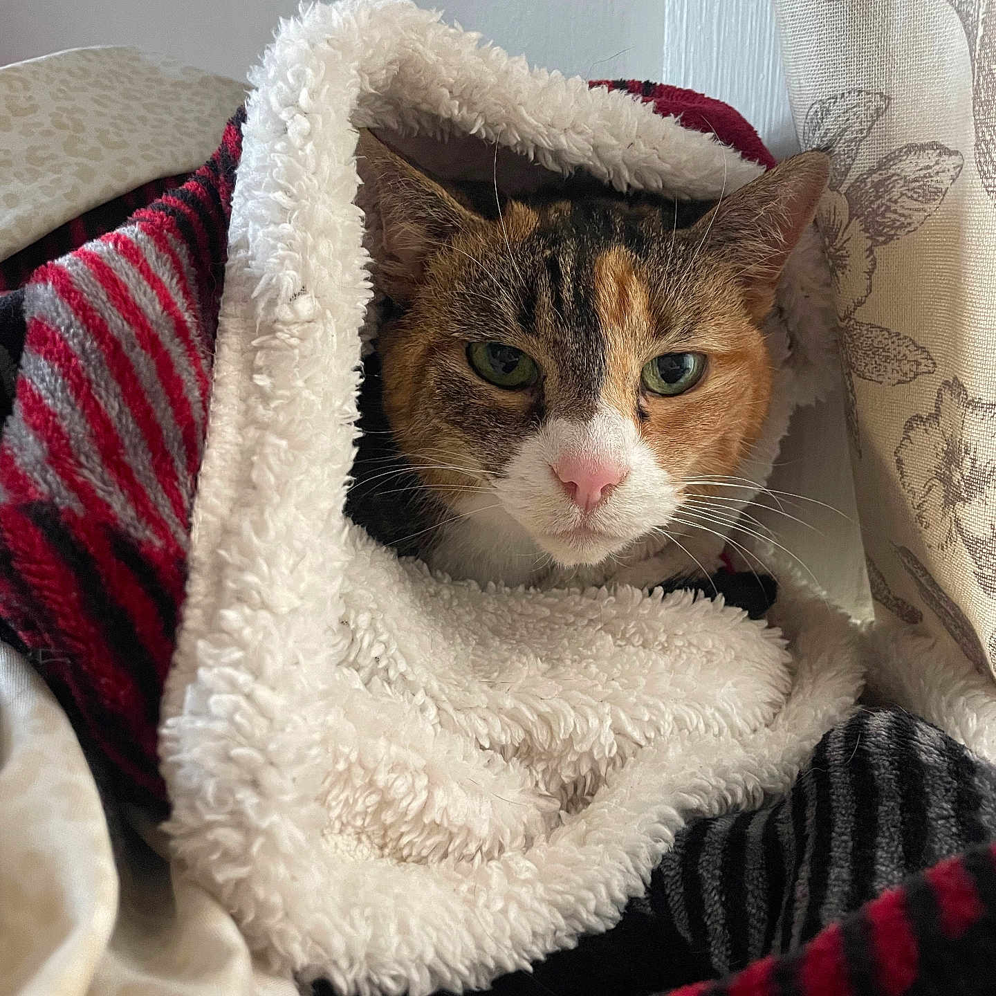 Sweets is registered to the contest to win money with this photo: animal, black, blanket, cat, closeup, comfort, cozy, curtain, ears, face, fur, indoor, pet, red, resting, soft, striped, warm, whiskers, white