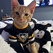 Crosby is registered to the contest to win money with this photo: animal, bed, blanket, cat, cozy, cute, ears, eyes, feline, hockey_jersey, indoor, kitten, orange_tabby, paws, pet_clothing, relaxed, skull_pattern, soft_texture, whiskers, young_cat