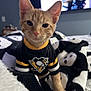 animal, bed, blanket, cat, cozy, cute, ears, eyes, feline, hockey_jersey, indoor, kitten, orange_tabby, paws, pet_clothing, relaxed, skull_pattern, soft_texture, whiskers, young_cat