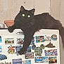 animal, black_cat, cat, claw, container, domestic, feline, fluffy, fridge, fur, glowing_eyes, household, indoor, kitchen, magnets, paw, pet, relaxed, resting, shadow