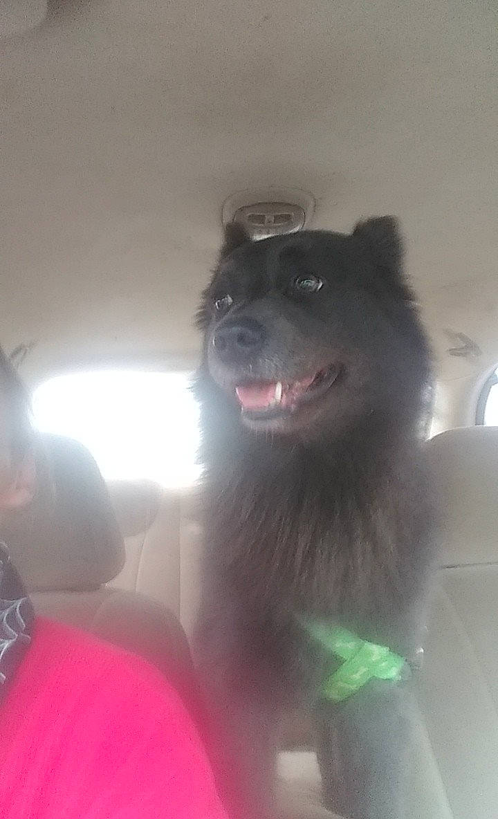 Smoke is registered to the contest to win money with this photo: canidae, carnivore, collar, companion_dog, dog, dog_breed, dog_collar, dog_supply, fang, fur, german_spitz, german_spitz_klein, german_spitz_mittel, snout, spitz, sporting_group, toy_dog, volpino_italiano, whiskers, working_animal