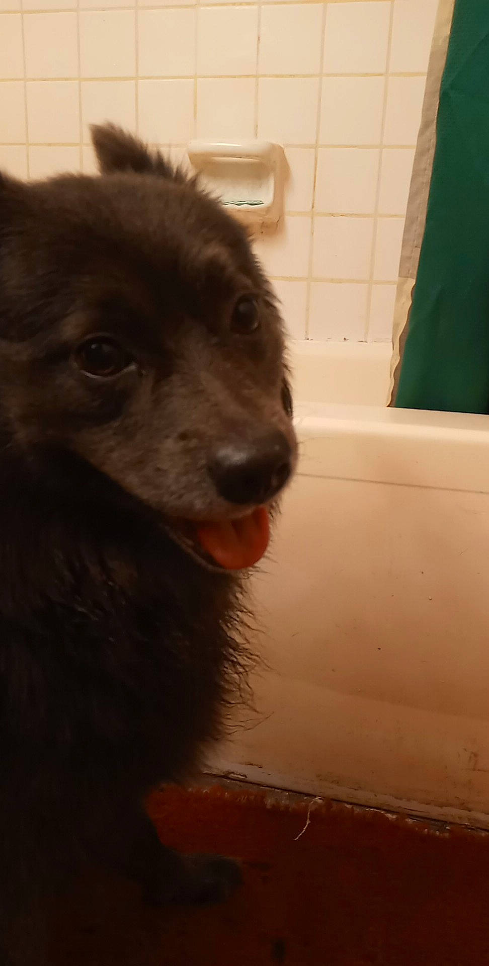 Smoke is registered to the contest to win money with this photo: bathroom, bathtub, canidae, carnivore, companion_dog, dog, dog_breed, ear, estrela_mountain_dog, flooring, fur, liver, plumbing, snout, sporting_group, terrestrial_animal, tile, whiskers, working_animal, working_dog