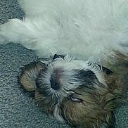 Jasper is registered to the contest to win money with this photo: brown_fur, carpet, closeup, collar, cozy, cute, dog, eyes, fluffy, fur, indoor, lying_on_back, nose, paw, pet, portrait, puppy, sleeping, whiskers, white_fur