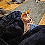 Bellatrix joined the competition — help win amazing prizes! sphynx_cat, hairless_cat, blanket, indoor, cozy, pet, animal, lap, feline, wooden_floor, clothing, casual, home, relaxation, plush, comfort, domestic, resting, person, warm