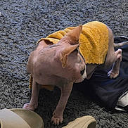 Bellatrix joined the competition — help win amazing prizes! sphynx_cat, hairless_cat, cat, pet, yellow_towel, carpet, indoor, footwear, slippers, clothing, curious, animal, feline, domestic, texture, floor, side_view, small, skin, ears