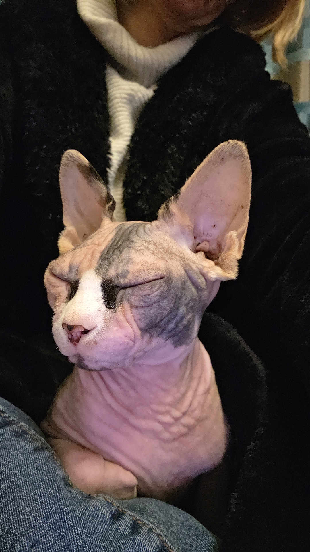 Bellatrix joined the competition — help win amazing prizes! sphynx_cat, cat, hairless_cat, pet, close_up, relaxed, sleeping, wrinkled_skin, large_ears, person, black_jacket, white_sweater, turtleneck, indoor, cozy, comfort, animal, cute, feline, portrait