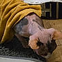 Bellatrix is registered to the contest to win money with this photo: hairless_cat, cat, towel, yellow_towel, indoor, curious_cat, pet, wooden_floor, rug, white_sneakers, footwear, animal, domestic_cat, furless, wrinkled_skin, ear, sniffing, close_up, pet_care, floor