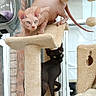 animal, beige, cat_tree, cubby, curious, domestic_cat, feline, furniture, hairless_cat, indoor, looking, perched, pet, playful, pom_pom, room, sphynx_cat, sunlight, two_cats, window
