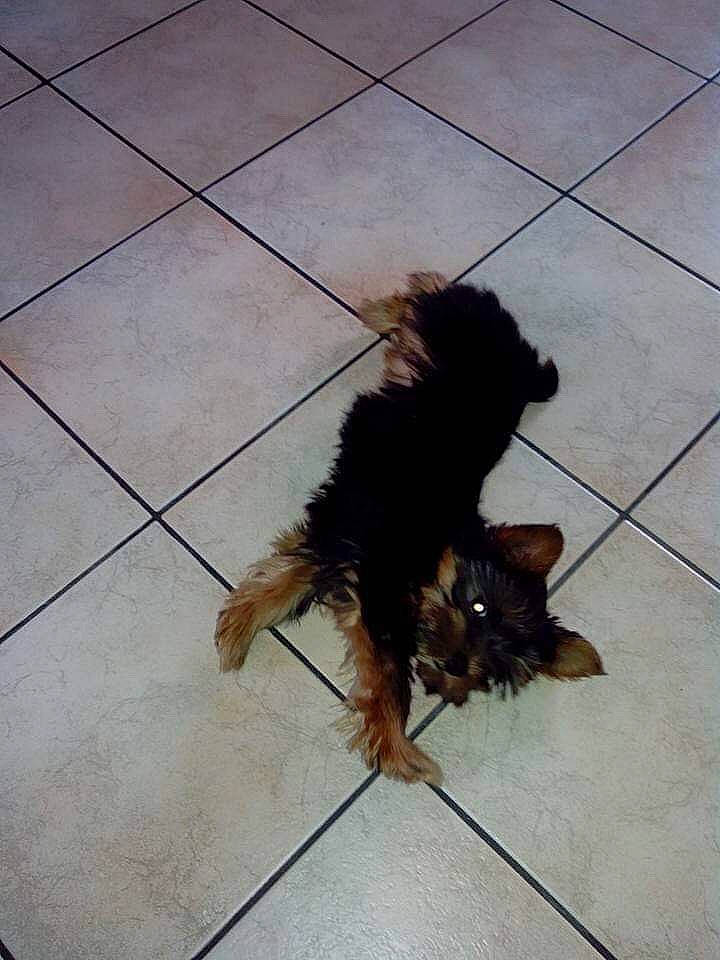 Marley a rejoint le concours — aidez-le/la à gagner de superbes lots ! canidae, carnivore, dog, dog_breed, liver, mammal, non_sporting_group, puppy, sporting_group, tail, terrier, toy_dog, yorkshire_terrier