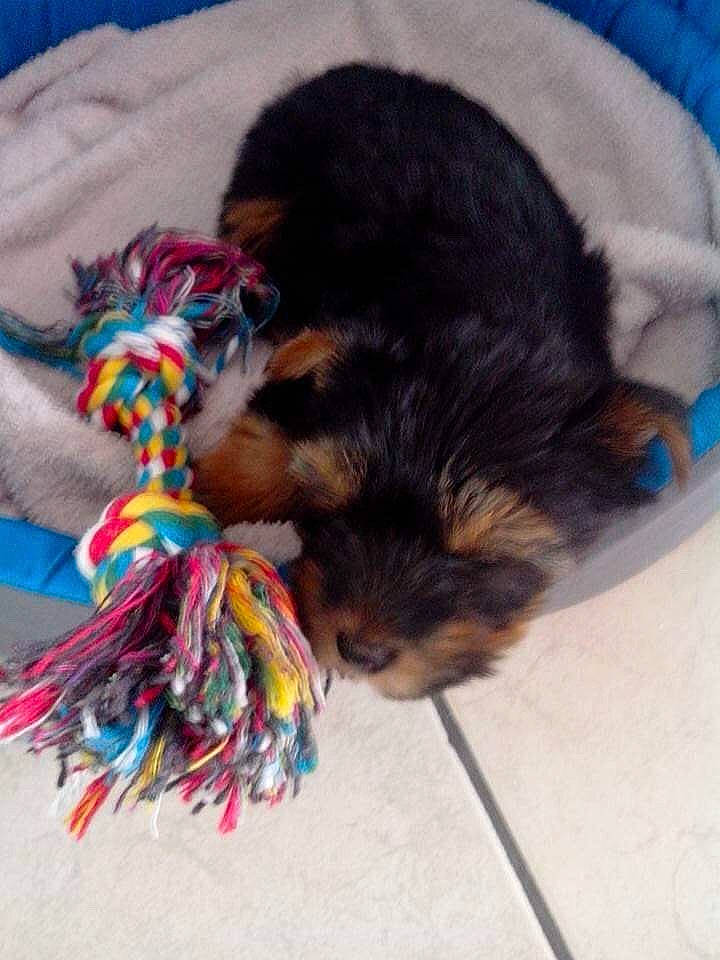 Marley a rejoint le concours — aidez-le/la à gagner de superbes lots ! australian_silky_terrier, canidae, carnivore, dog, dog_breed, fawn, lhasa_apso, mammal, morkie, puppy, small_terrier, terrier, toy_dog, yorkipoo, yorkshire_terrier