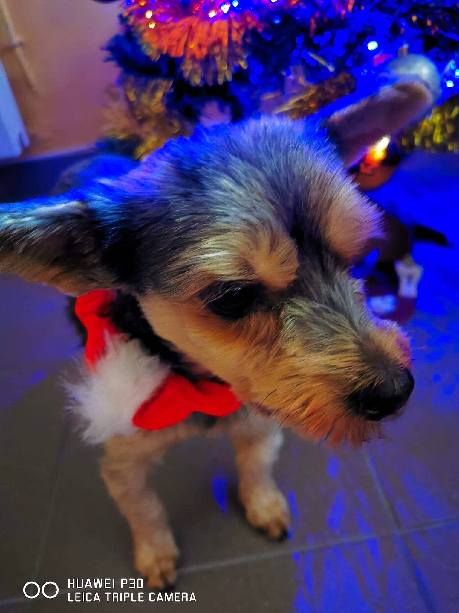 Marley participe au concours pour gagner de l'argent avec cette photo : australian_silky_terrier, australian_terrier, cairn_terrier, canidae, carnivore, dog, dog_breed, dog_clothes, morkie, norwich_terrier, puppy, rare_breed_dog, schnoodle, small_terrier, snout, terrier, toy_dog, yorkshire_terrier