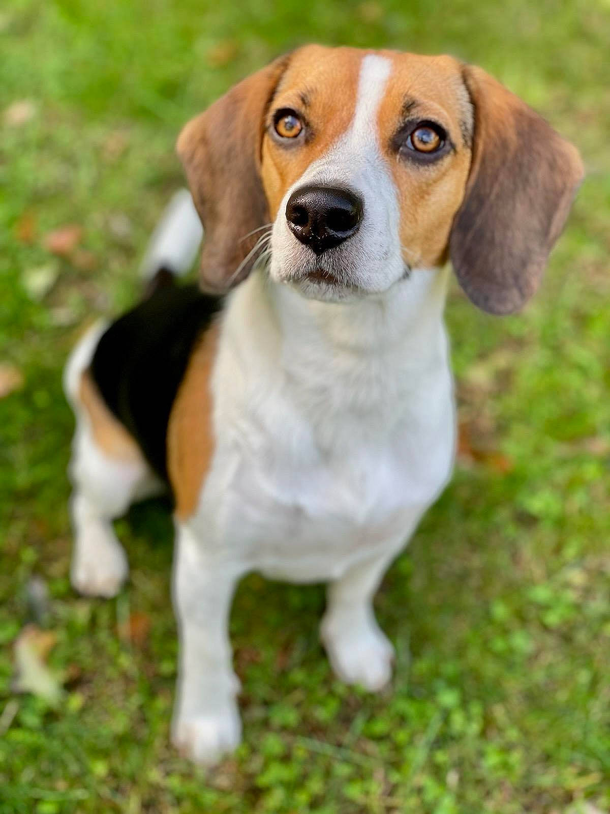 Emma is registered to the contest to win money with this photo: carnivore, collar, companion_dog, dog, dog_breed, grass, hound, hubcap, hunting_dog, snout, sporting_group, terrestrial_animal