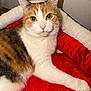 animal, bed, calico, cat, closeup, cozy, cute, domestic_cat, feline, fur, indoor, looking_at_camera, paw, pet, red_bed, relaxed, resting, soft, whiskers, white_bed