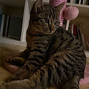 Moka participe au concours pour gagner de l'argent avec cette photo : kitten, tabby_cat, cat, pet, indoor, floor, scratching_post, toy, pink, pom_pom, furniture, bookshelf, books, striped_fur, whiskers, floor_tiles, cute, animal, young, relaxed