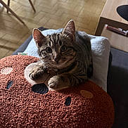 Moka a rejoint le concours — aidez-le/la à gagner de superbes lots ! animal, cat, claws, collar, cozy, cute, ears, floor, furniture, indoor, kitten, pet, pillow, plush, relaxing, sofa, tabby, table, tile_floor, whiskers
