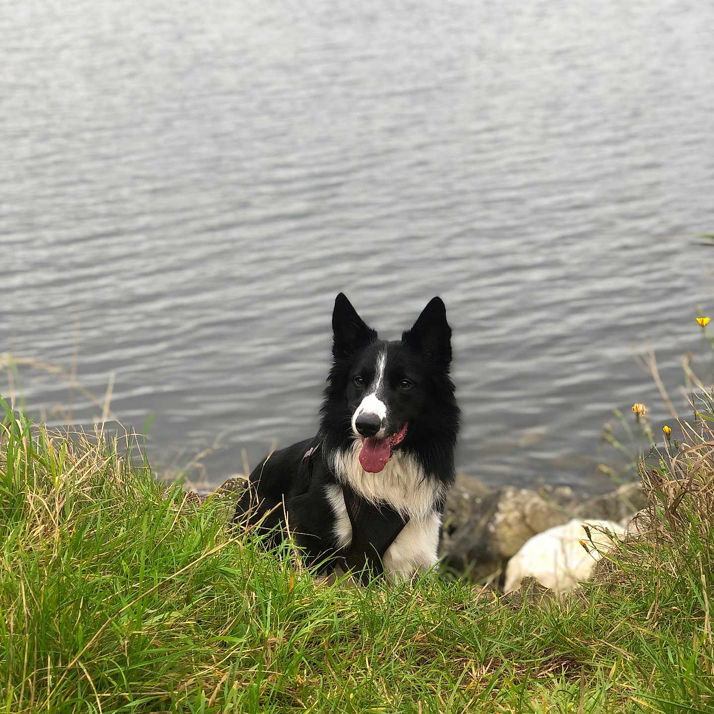 Bear joined the competition — help win amazing prizes! animal, black_and_white, border_collie, calm, canine, daylight, dog, ears_up, grass, greenery, happy, lake, nature, outdoor, peaceful, pet, rocks, sitting, tongue_out, water