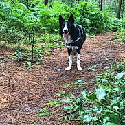 Bear joined the competition — help win amazing prizes! dog, border_collie, forest, trail, greenery, plants, trees, nature, outdoor, animal, canine, panting, adventure, walking, pets, leaves, pathway, fur, alert, black_and_white